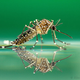 Illustration for article titled How to Take Eye-Popping Pictures of Tiny Bugs